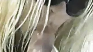 অল্প বয়সী মহিলা লেন্সের কাছে পোশাক বাংলা সেক্স ভিডিও মুভি পরেছিলেন এবং একটি কালো পুরুষের সাথে যৌনতার জন্য গর্তগুলি ফ্রেম করেছিলেন